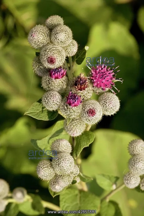 : Downy burdock : Downy burdock