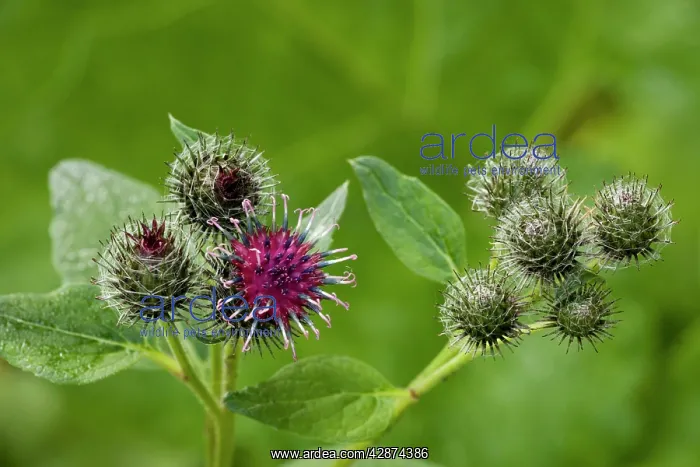 : A downy burdock : A downy burdock