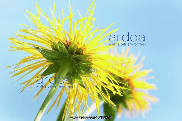 : Downy Elecampane, Inula helenium, close view from : Downy Elecampane, Inula helenium, close view from