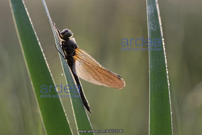 : Downy Emerald : Downy Emerald