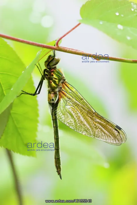 : Downy Emerald : Downy Emerald