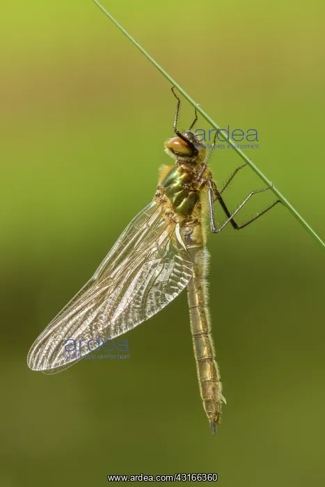 : Downy Emerald : Downy Emerald