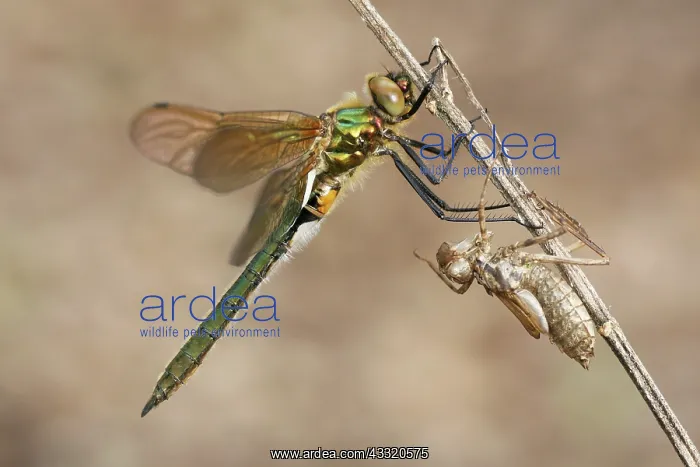 : Downy Emerald : Downy Emerald
