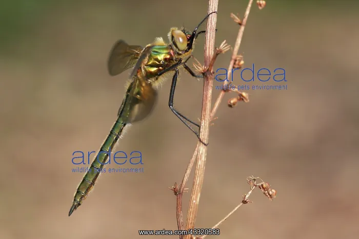 : Downy Emerald : Downy Emerald