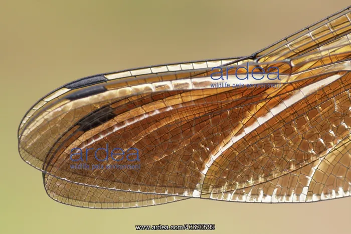 : Downy Emerald : Downy Emerald