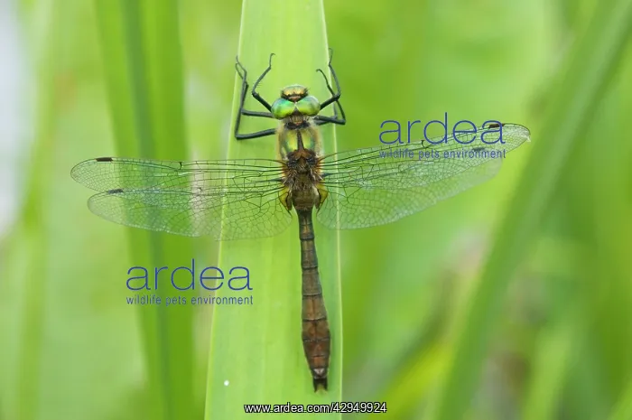 : Downy Emerald - Male : Downy Emerald - Male