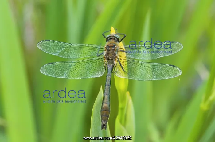 : Downy Emerald - Male on yellow flag : Downy Emerald - Male on yellow flag