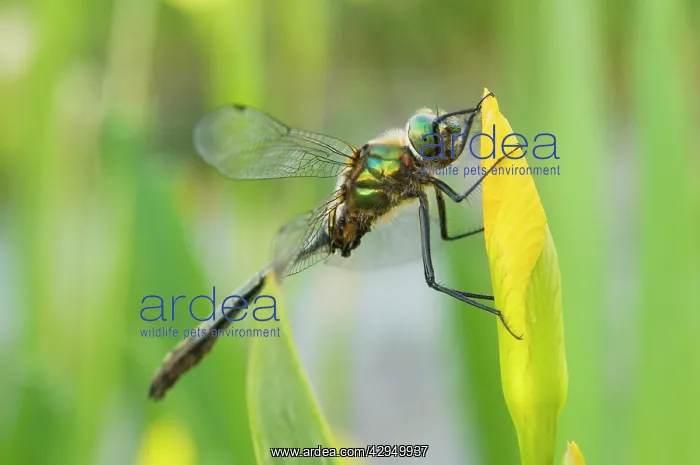 : Downy Emerald - Male on yellow flag : Downy Emerald - Male on yellow flag