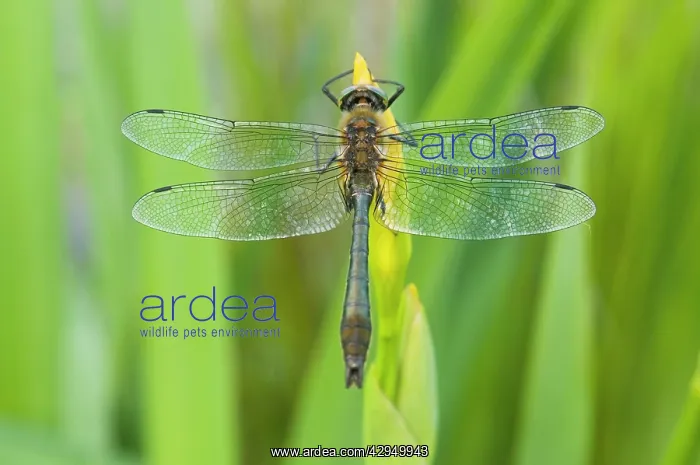 : Downy Emerald - Male on yellow flag : Downy Emerald - Male on yellow flag