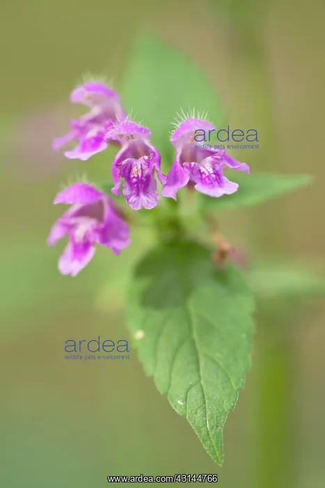 : Downy Hemp Nettle : Downy Hemp Nettle