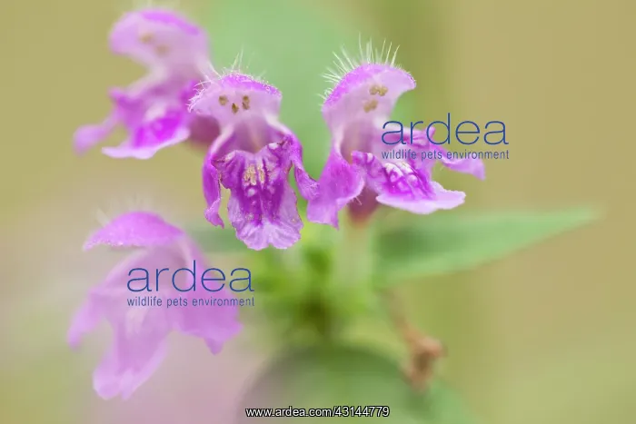 : Downy Hemp Nettle : Downy Hemp Nettle