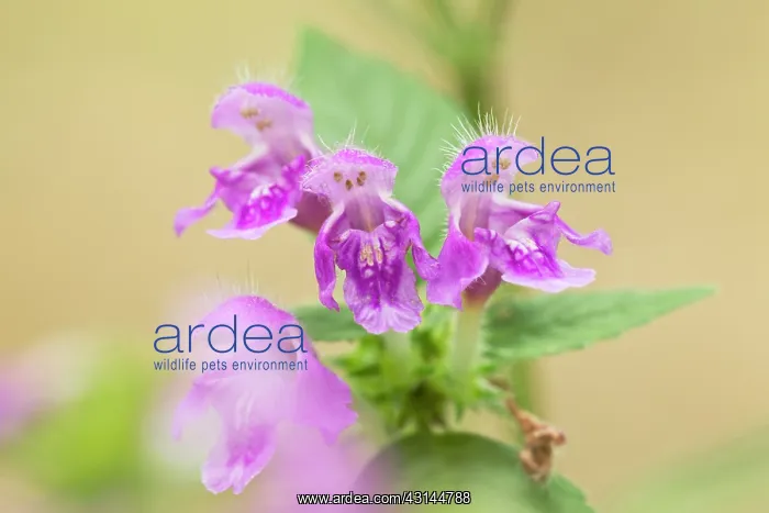  : Downy Hemp Nettle