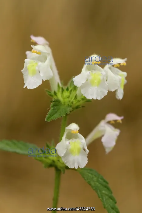 : Downy Hemp-nettle - in flower : Downy Hemp-nettle - in flower