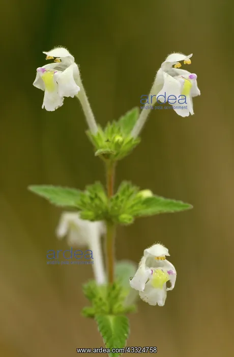: Downy Hemp-nettle - in flower : Downy Hemp-nettle - in flower