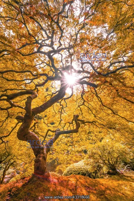 : Downy Japanese Maple (Acer japonicum) with autumn : Downy Japanese Maple (Acer japonicum) with autumn