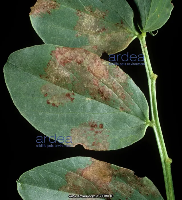 : Downy mildew : Downy mildew
