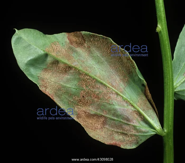 : Downy mildew : Downy mildew