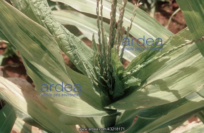 : Downy mildew on Corn : Downy mildew on Corn