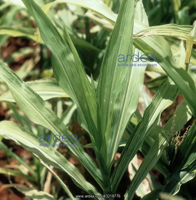 : Downy mildew on Corn : Downy mildew on Corn