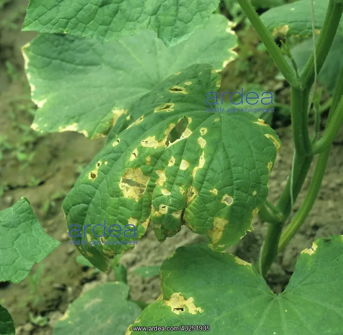 : Downy Mildew on Cucumber leaf : Downy Mildew on Cucumber leaf