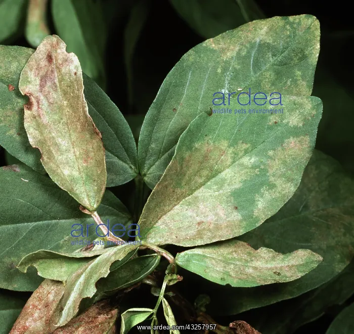 : Downy mildew on Fava Bean : Downy mildew on Fava Bean