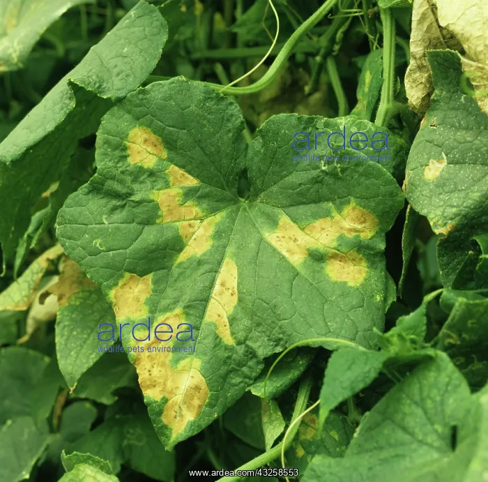 : Downy Mildew lesions on Cucumber leaf : Downy Mildew lesions on Cucumber leaf