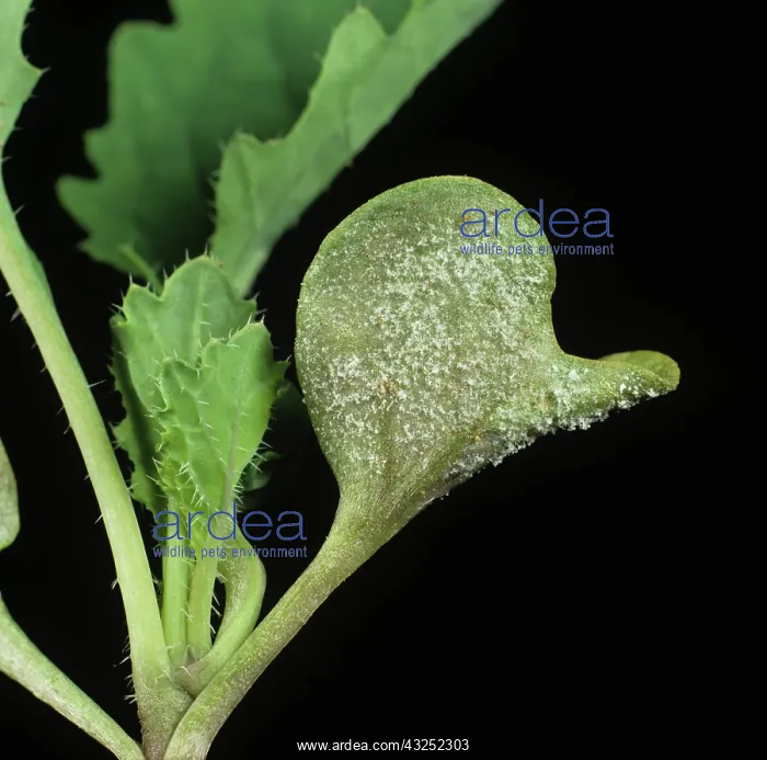 : Downy mildew on oilseed rape : Downy mildew on oilseed rape