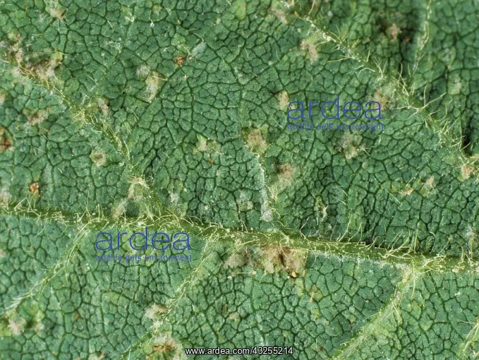 : Downy Mildew (Peronospora manshuriea) : Downy Mildew (Peronospora manshuriea)