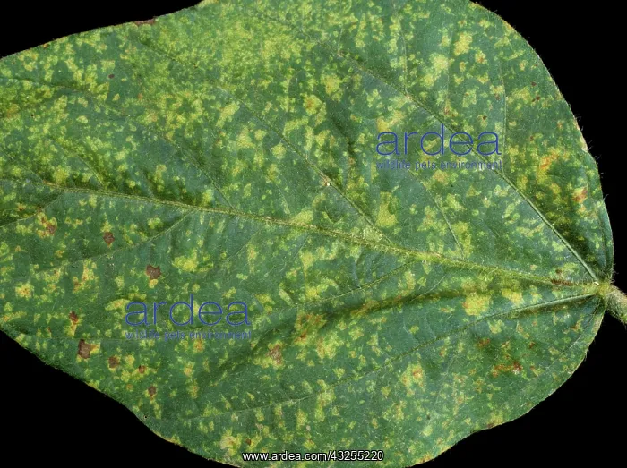 : Downy Mildew (Peronospora manshuriea) on Soy : Downy Mildew (Peronospora manshuriea) on Soy