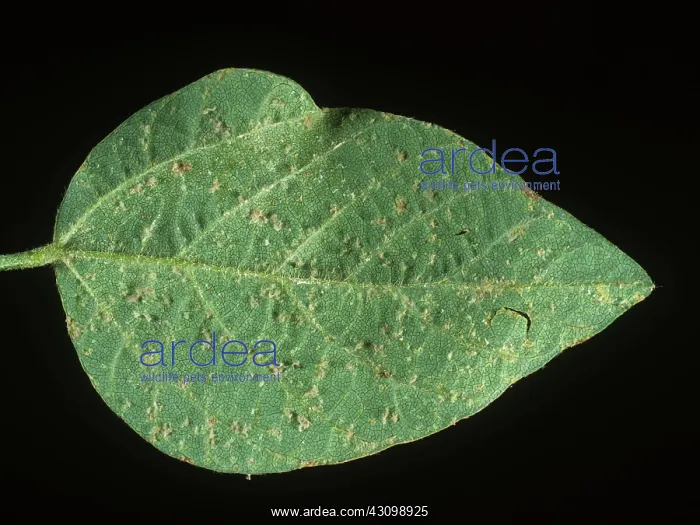 : Downy Mildew on Soybean Leaf : Downy Mildew on Soybean Leaf