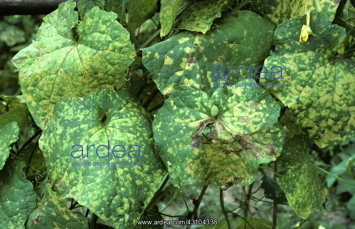 : Downy mildew on squash : Downy mildew on squash