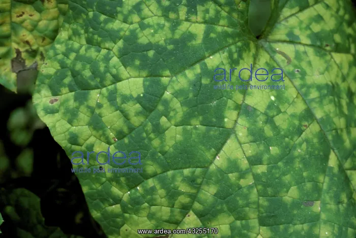 : Downy Mildew on Squash leaf : Downy Mildew on Squash leaf