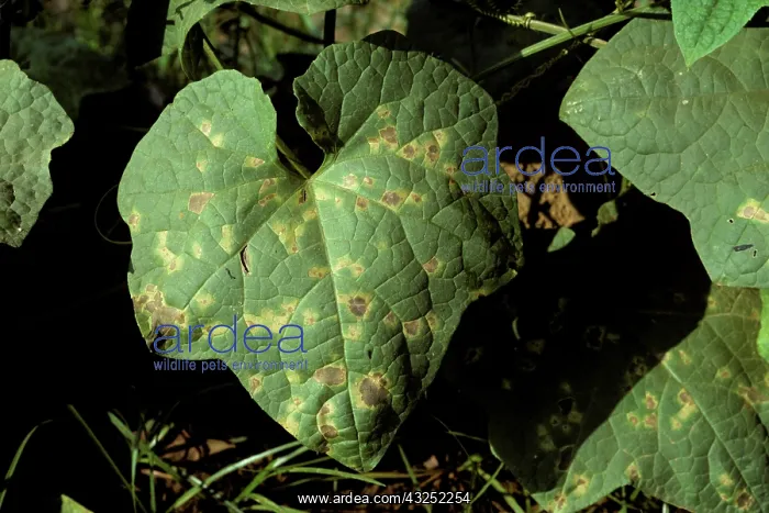 : Downy mildew on Squash leaves : Downy mildew on Squash leaves
