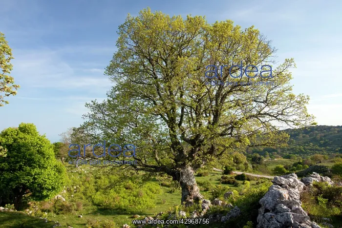 : Downy Oak - on flowery limestone pavement area : Downy Oak - on flowery limestone pavement area