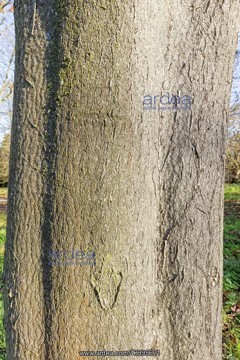 : Downy tree of heaven (Ailanthus vilmoriniana) : Downy tree of heaven (Ailanthus vilmoriniana)