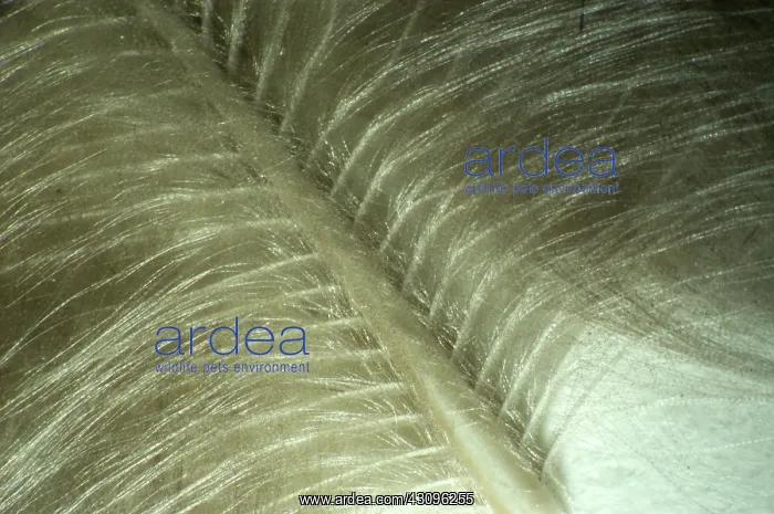 : Downy turkey feather : Downy turkey feather