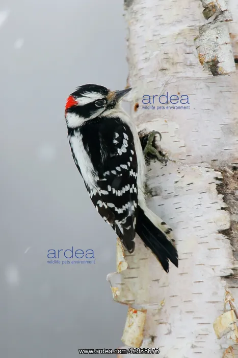 : Downy Woodpecker : Downy Woodpecker