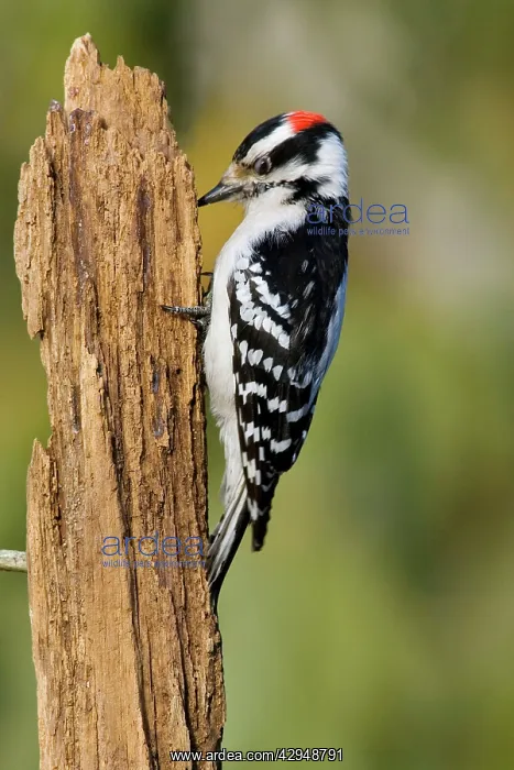 : Downy Woodpecker : Downy Woodpecker