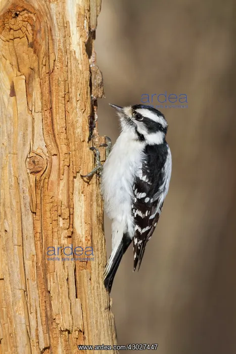 : Downy Woodpecker : Downy Woodpecker