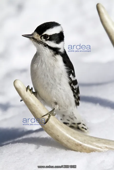 : Downy Woodpecker : Downy Woodpecker