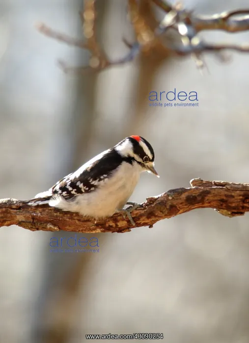 : Downy Woodpecker : Downy Woodpecker