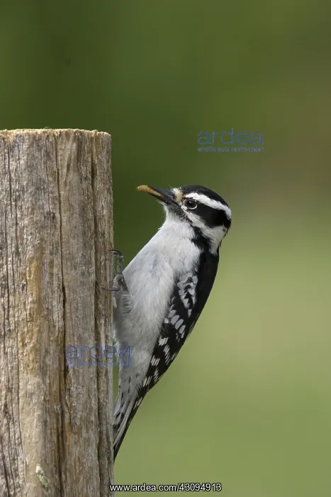 : Downy Woodpecker : Downy Woodpecker