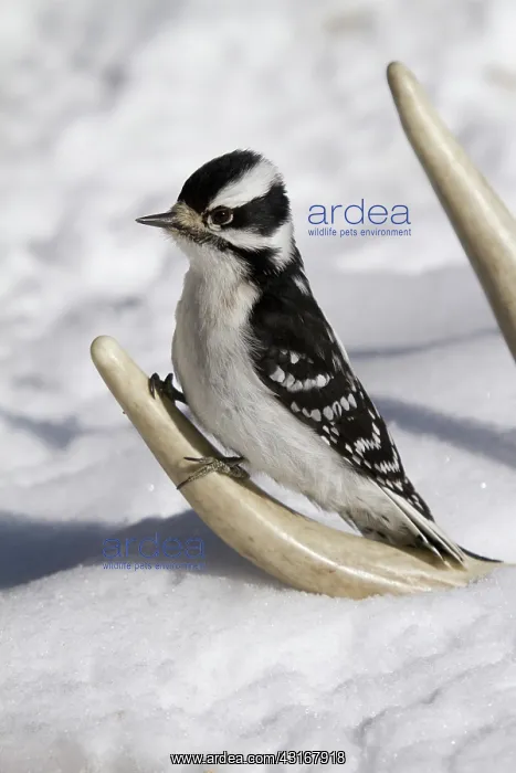 : Downy Woodpecker : Downy Woodpecker