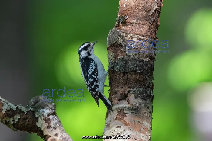 : DOWNY WOODPECKER : DOWNY WOODPECKER