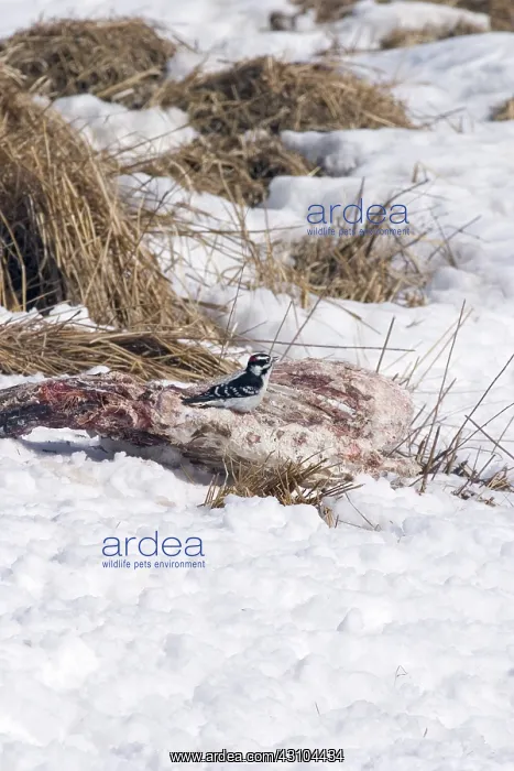 : Downy Woodpecker on Deer Carcass : Downy Woodpecker on Deer Carcass
