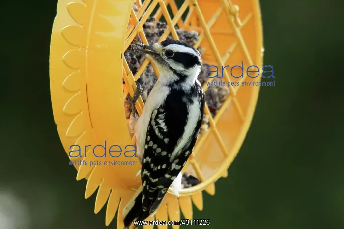 : Downy Woodpecker Feeding : Downy Woodpecker Feeding
