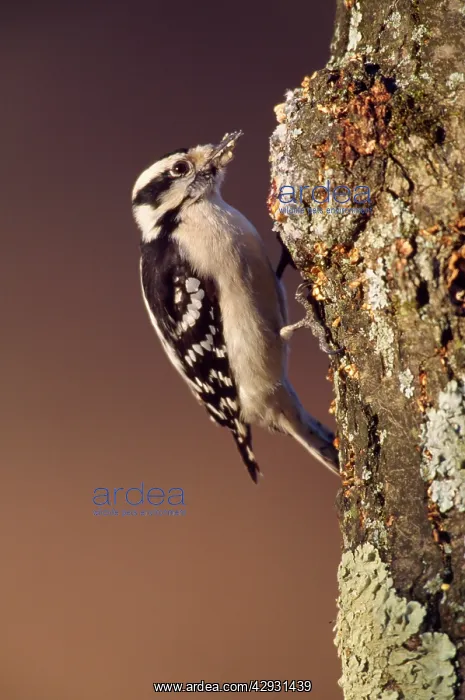 : Downy Woodpecker - female : Downy Woodpecker - female