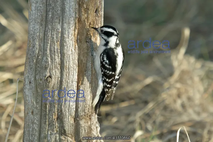 : Downy Woodpecker Hunting : Downy Woodpecker Hunting