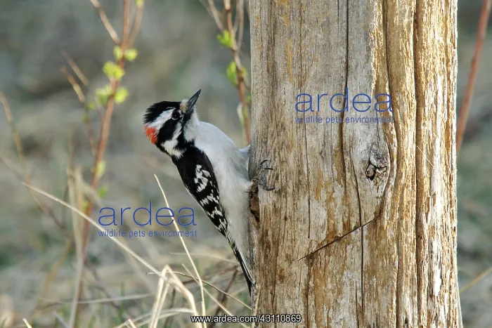 : Downy Woodpecker Hunting : Downy Woodpecker Hunting