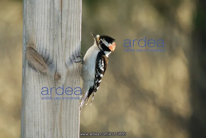 : Downy Woodpecker Hunting : Downy Woodpecker Hunting